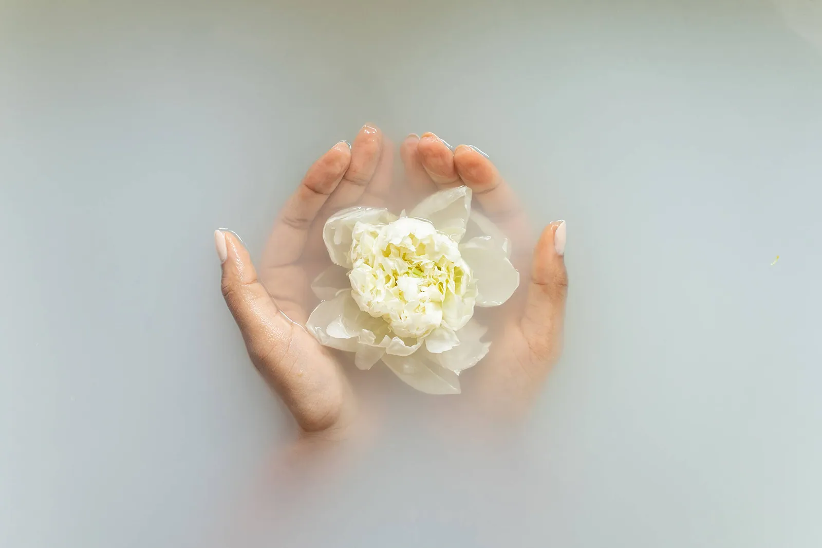 Lotusblüte als Symbol für Ruhe und Balance
